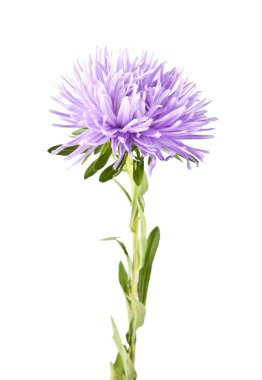 Beyaz üzerine pembe çiçek