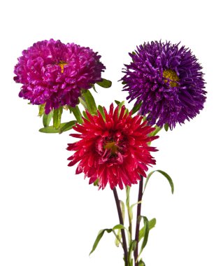 beyaz kasımpatı çiçekleri