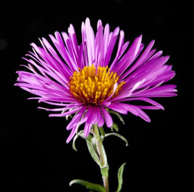 bir siyah Pembe çiçek