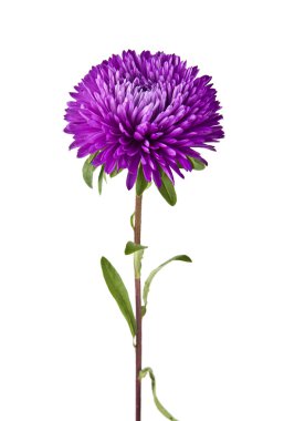 Beyaz üzerine pembe çiçek