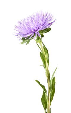 Beyaz üzerine pembe çiçek