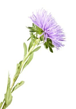 Beyaz üzerine pembe çiçek