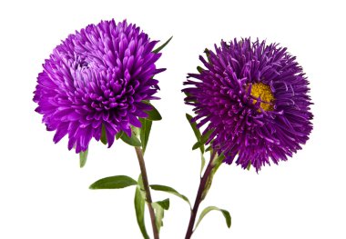 beyaz kasımpatı çiçekleri