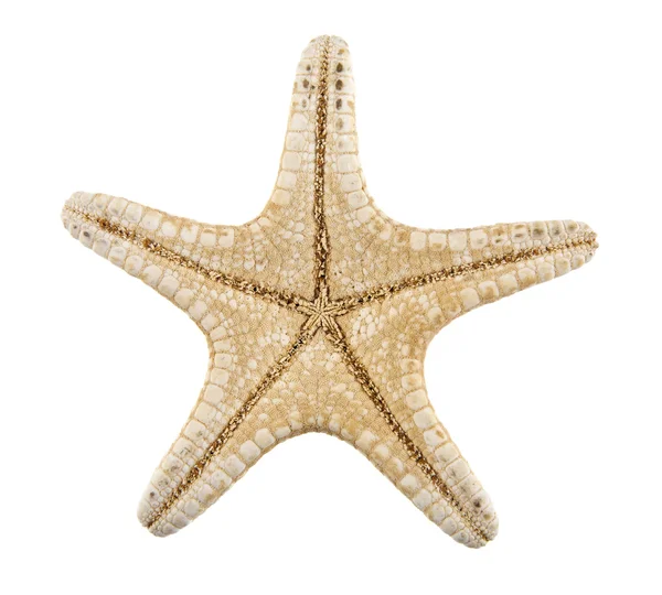 Estrella de mar de cerca en blanco —  Fotos de Stock