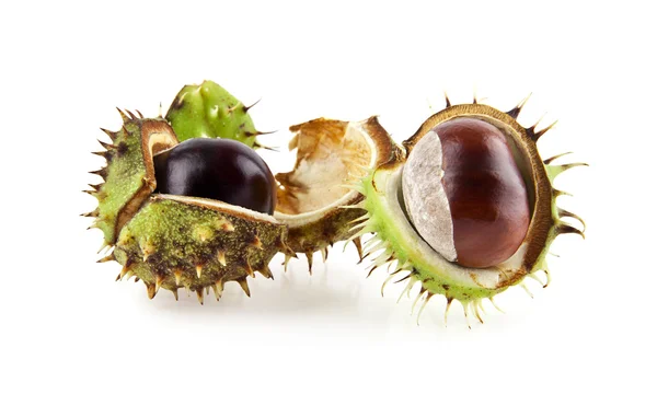 Opened chestnuts on white — Stock Photo, Image