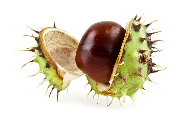 Opened chestnut on white — Stock Photo, Image