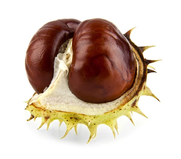 Castagne aperte su bianco — Foto Stock