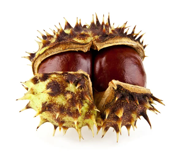 Opened chestnuts on white — Stock Photo, Image