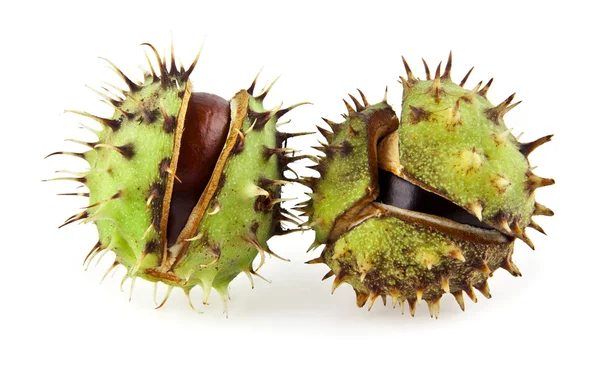 Opened chestnuts on white — Stock Photo, Image