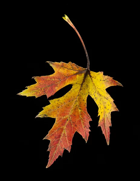 Herbstblatt auf schwarz — Stockfoto