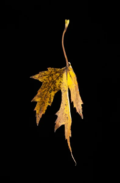 Autumn leaf on black — Stock Photo, Image