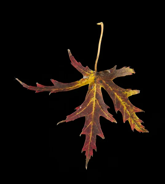 Jesień liść na czarny — Zdjęcie stockowe