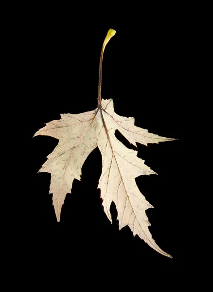 Hoja de otoño sobre negro — Foto de Stock