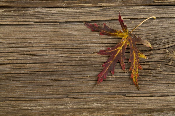 Осенний лист на столе — стоковое фото