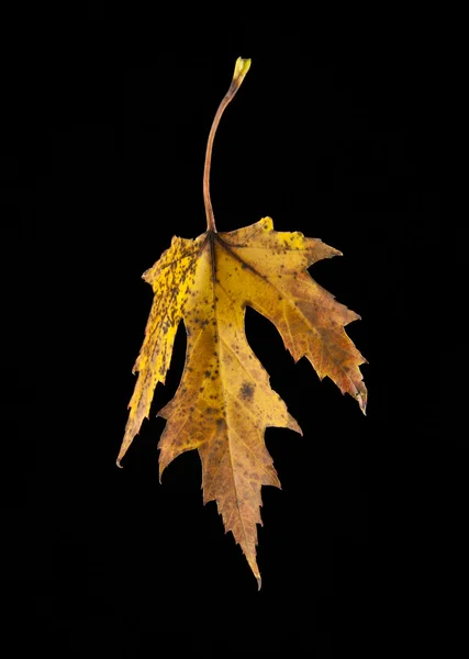 Herfstblad op zwart — Stockfoto