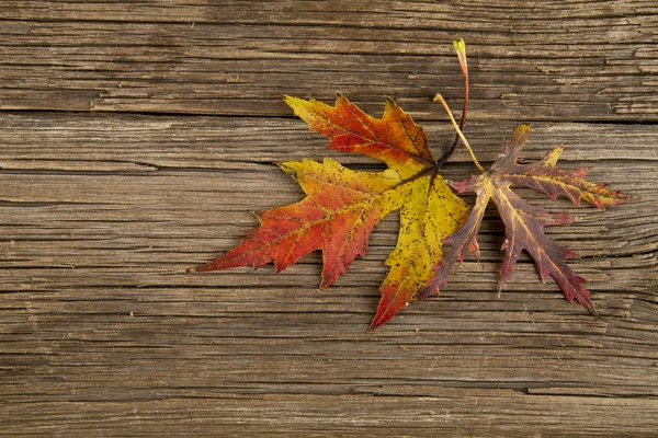 Hojas de otoño en la mesa — Foto de Stock