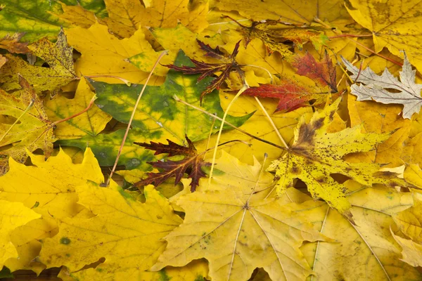 Hojas de otoño de cerca — Foto de Stock