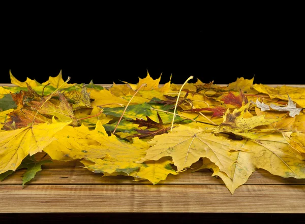 Hojas de otoño de cerca — Foto de Stock