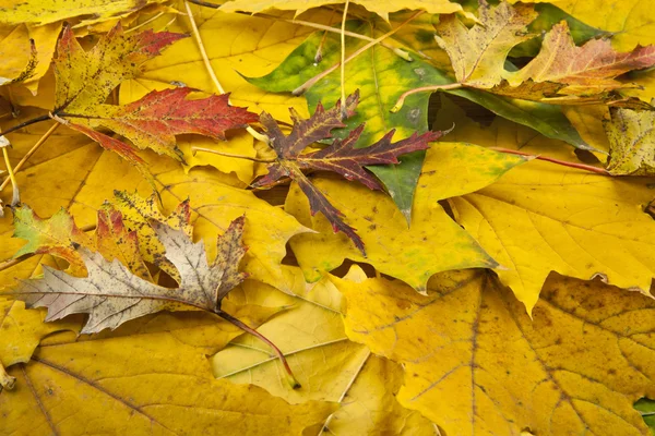 秋の紅葉が終わり — ストック写真