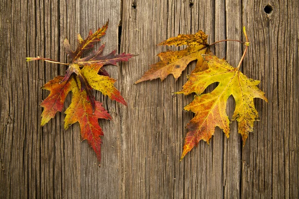 Осенние листья на столе — стоковое фото