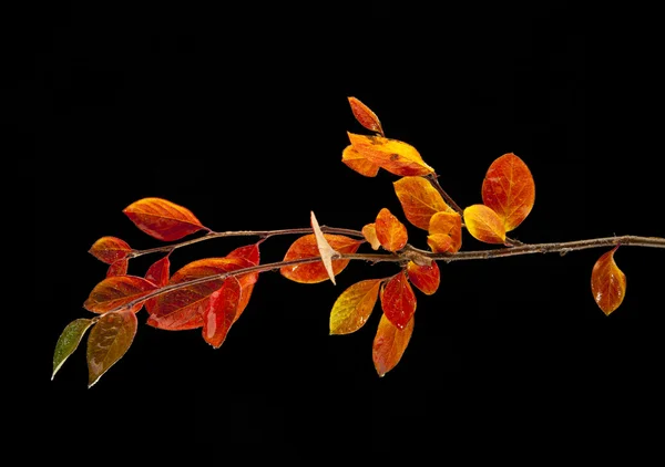 紅葉の枝 — ストック写真