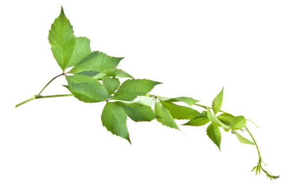 Leaves of vine on white — Stock Photo, Image