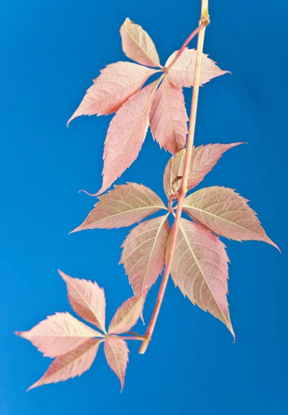 Herbst Blätter der Rebe — 图库照片