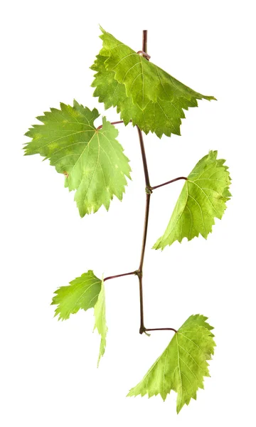 Blätter der Weinrebe auf weiß — Stockfoto