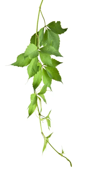 Blätter der Weinrebe auf weiß — Stockfoto
