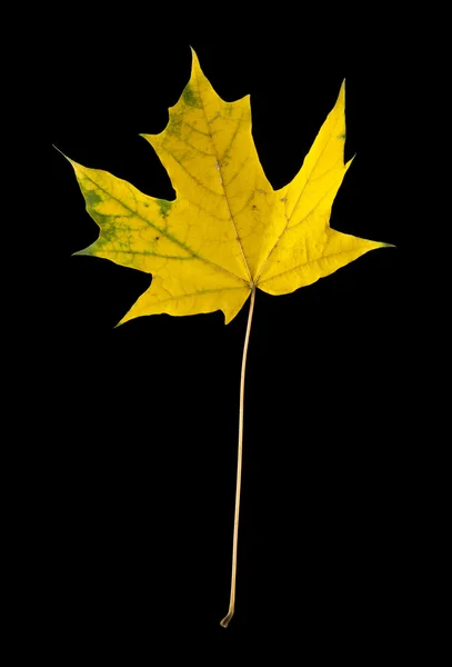 Herfstblad op zwart — Stockfoto