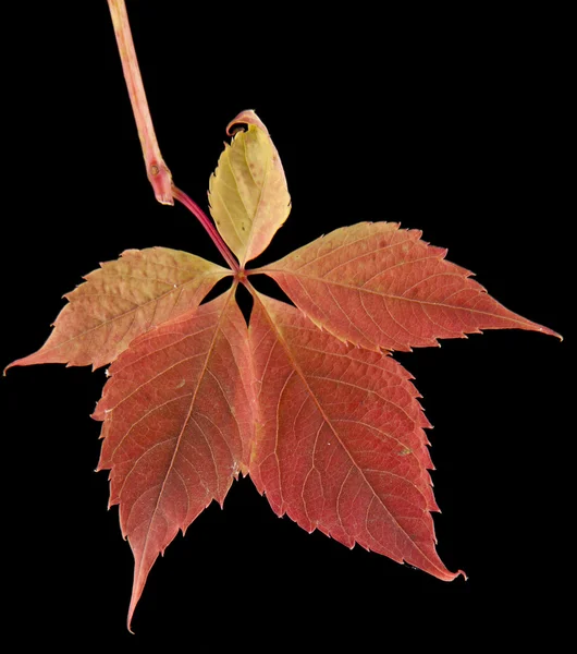 Podzimní listí révy — Stock fotografie