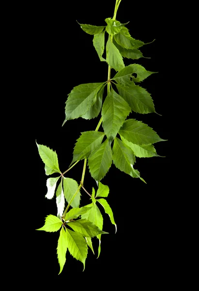 Zielone liście winorośli — Zdjęcie stockowe