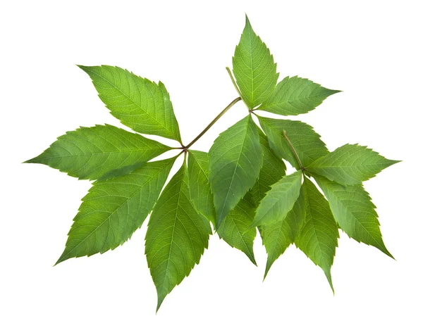 Leaves of vine on white — Stock Photo, Image