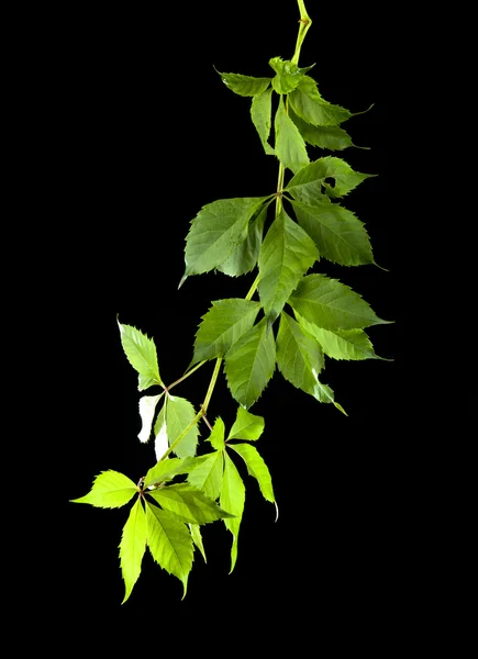 Groene bladeren van wijnstokken — Stockfoto