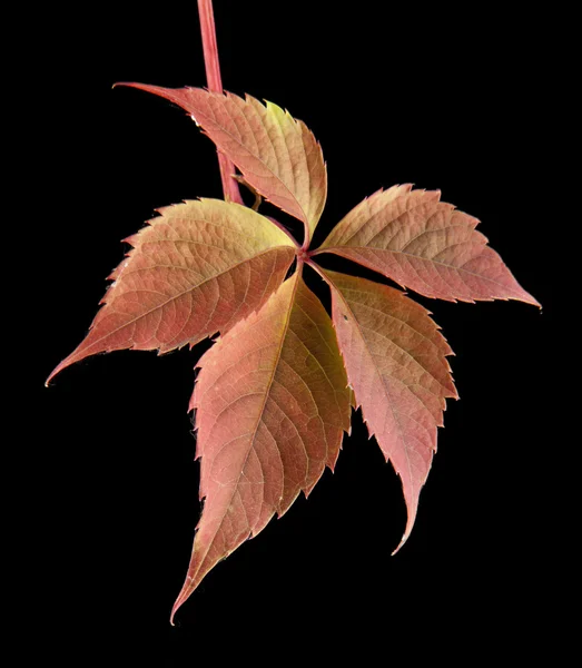 Jesienne liście winorośli — Zdjęcie stockowe