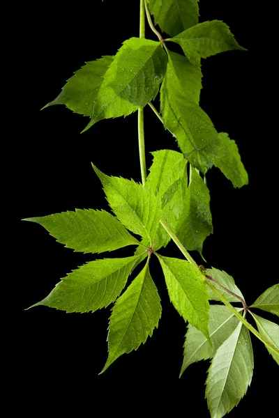 Green leaves of vine — Stock Photo, Image