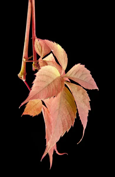 Autumn leaves of vine — Stock Photo, Image