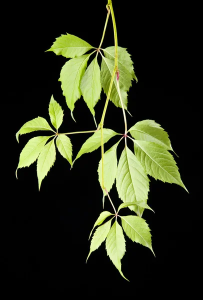 Herbstblätter der Reben — Stockfoto