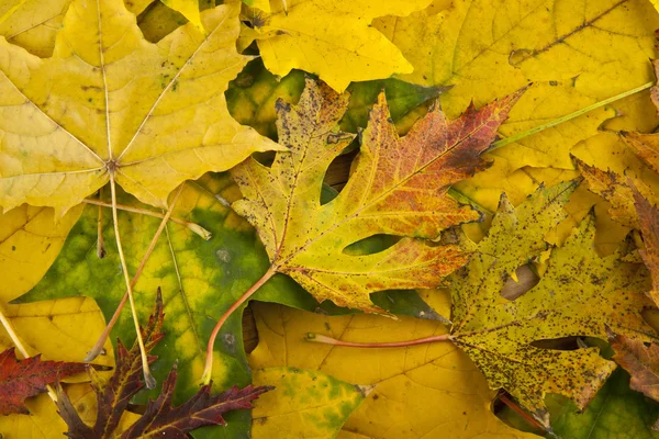 Hojas de otoño de cerca — Foto de Stock