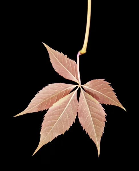 Podzimní listí révy — Stock fotografie