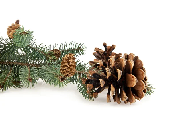 Branch of fir-tree and cones — Stock Photo, Image