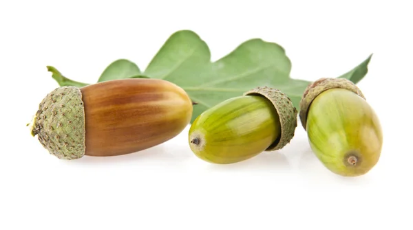 Acorns with leaf on white — Stock Photo, Image