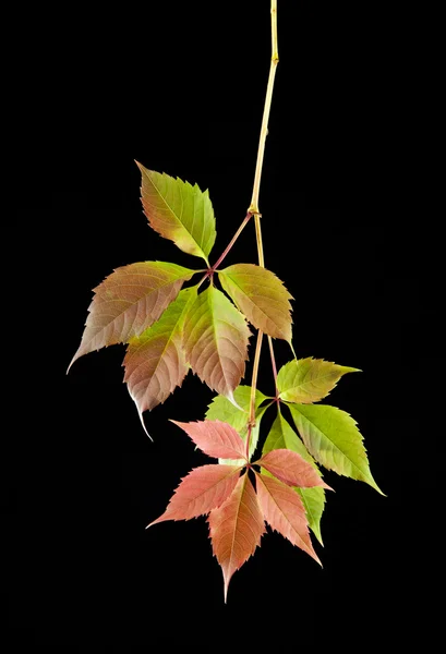 Hojas de otoño de vid —  Fotos de Stock