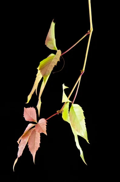 Jesienne liście winorośli — Zdjęcie stockowe