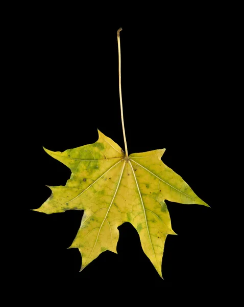 Podzimní listí na černém pozadí — Stock fotografie