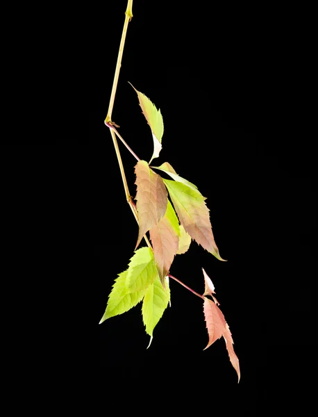 Herbst Blätter der Rebe — Φωτογραφία Αρχείου