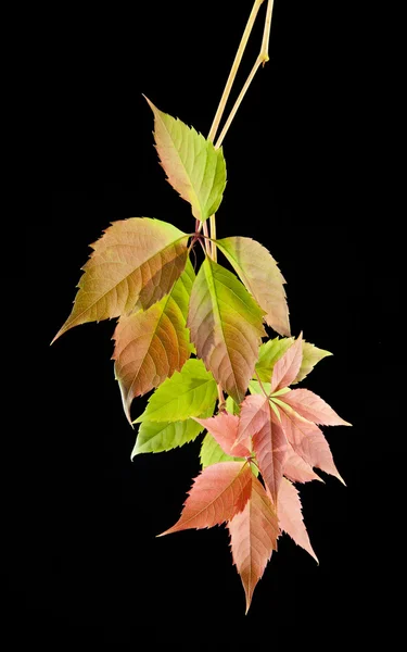 Herbstblätter der Reben — Stockfoto