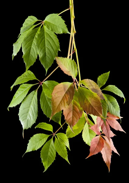 Herbstblätter der Reben — Stockfoto