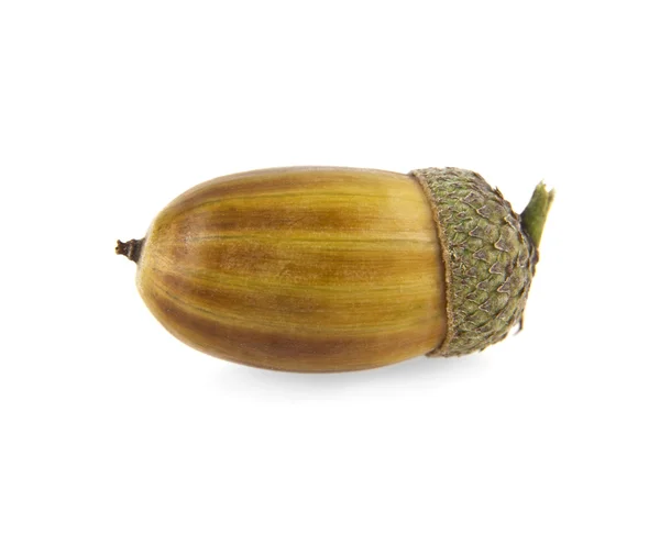 Brown acorn on a white — стоковое фото