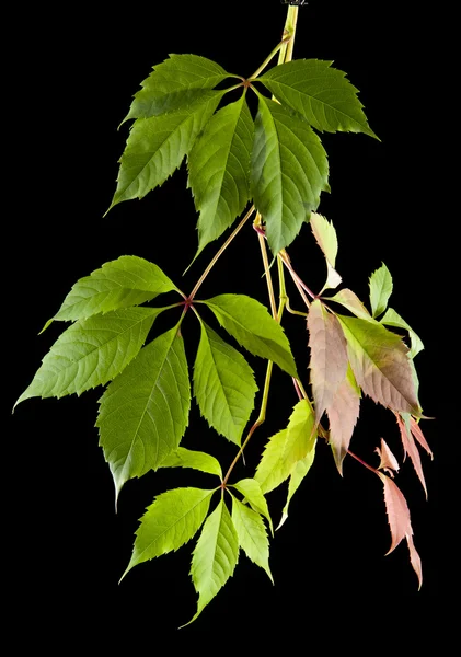 Herbstblätter der Reben — Stockfoto